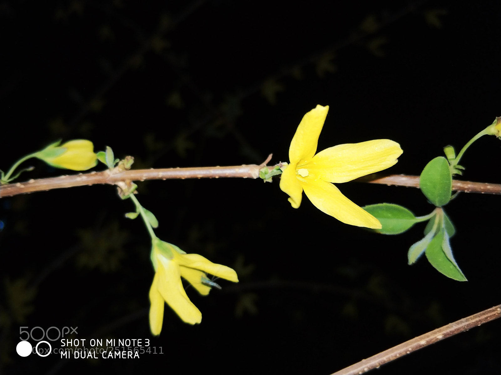 Xiaomi Mi Note 3 sample photo. Untitled photography
