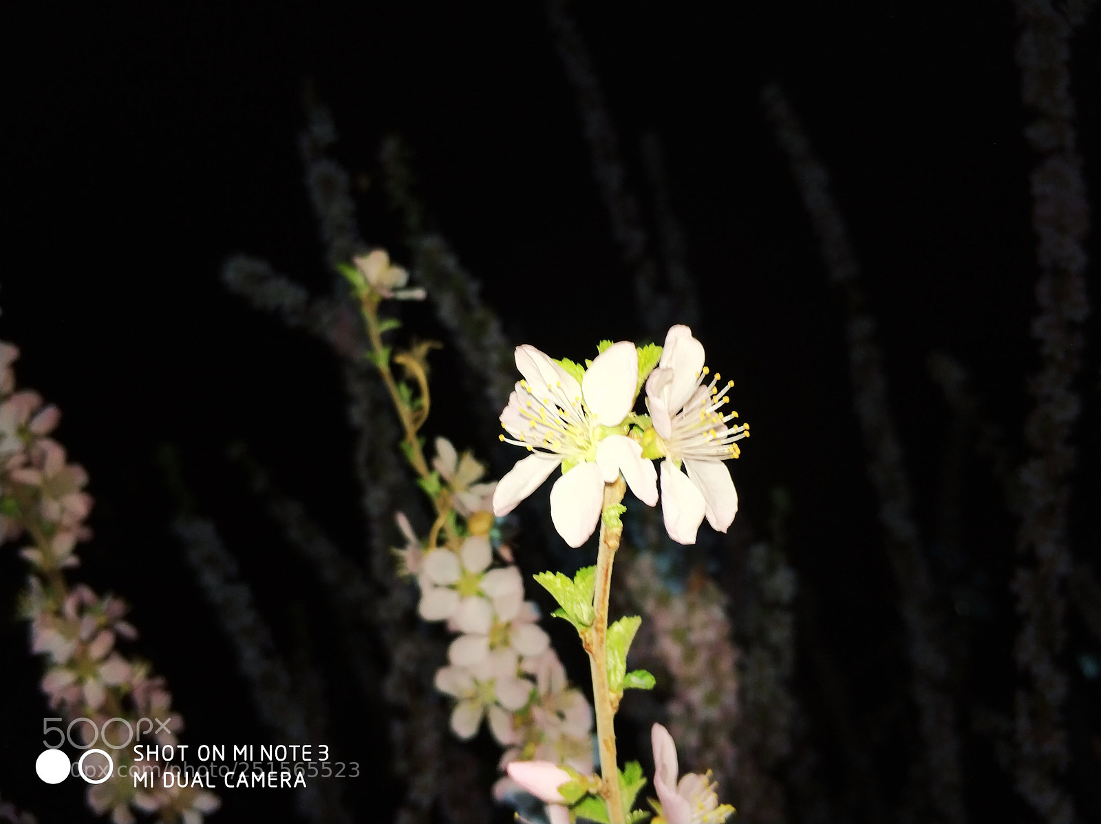 Xiaomi Mi Note 3 sample photo. Untitled photography