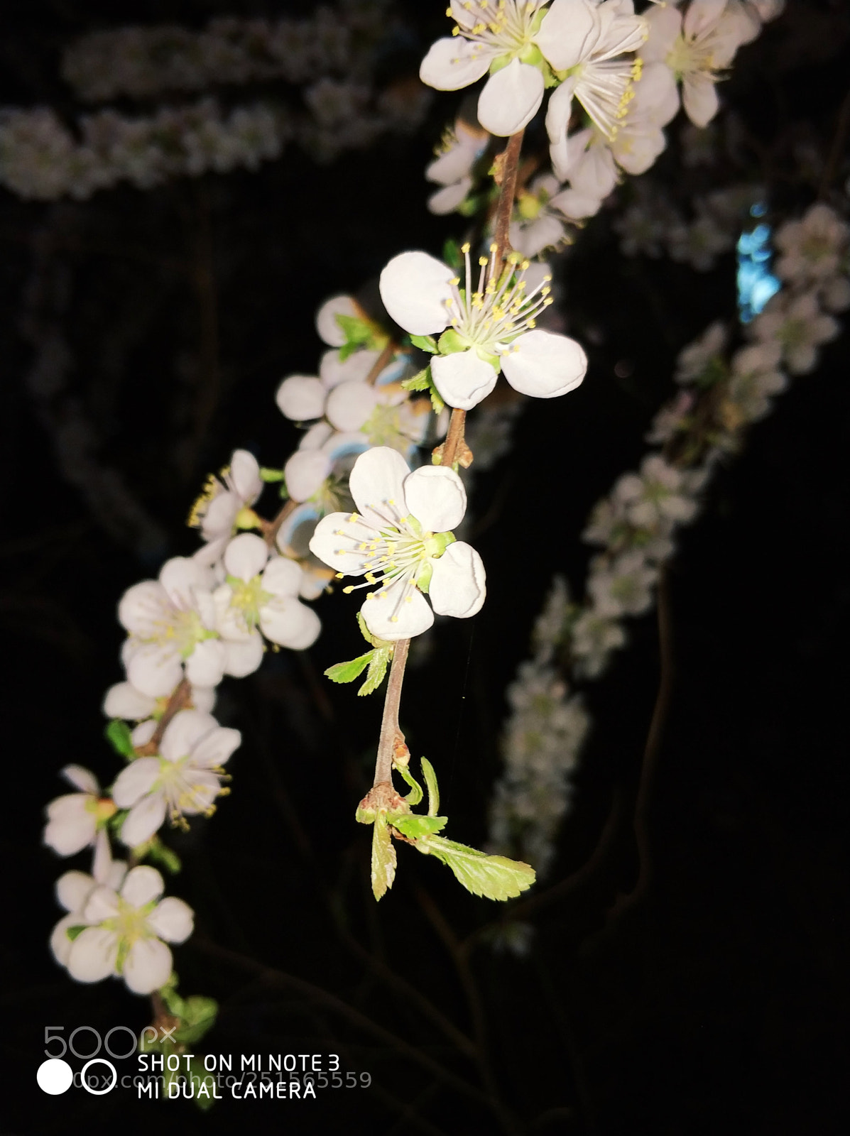 Xiaomi Mi Note 3 sample photo. Untitled photography