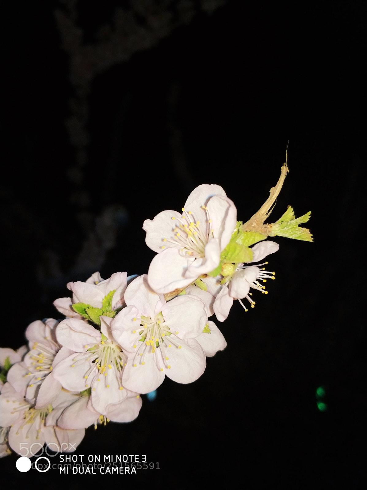 Xiaomi Mi Note 3 sample photo. Untitled photography