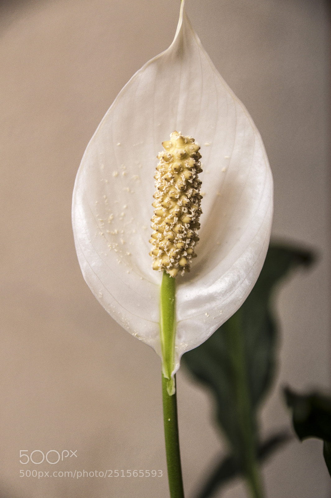 Nikon D3200 sample photo. The flower photography