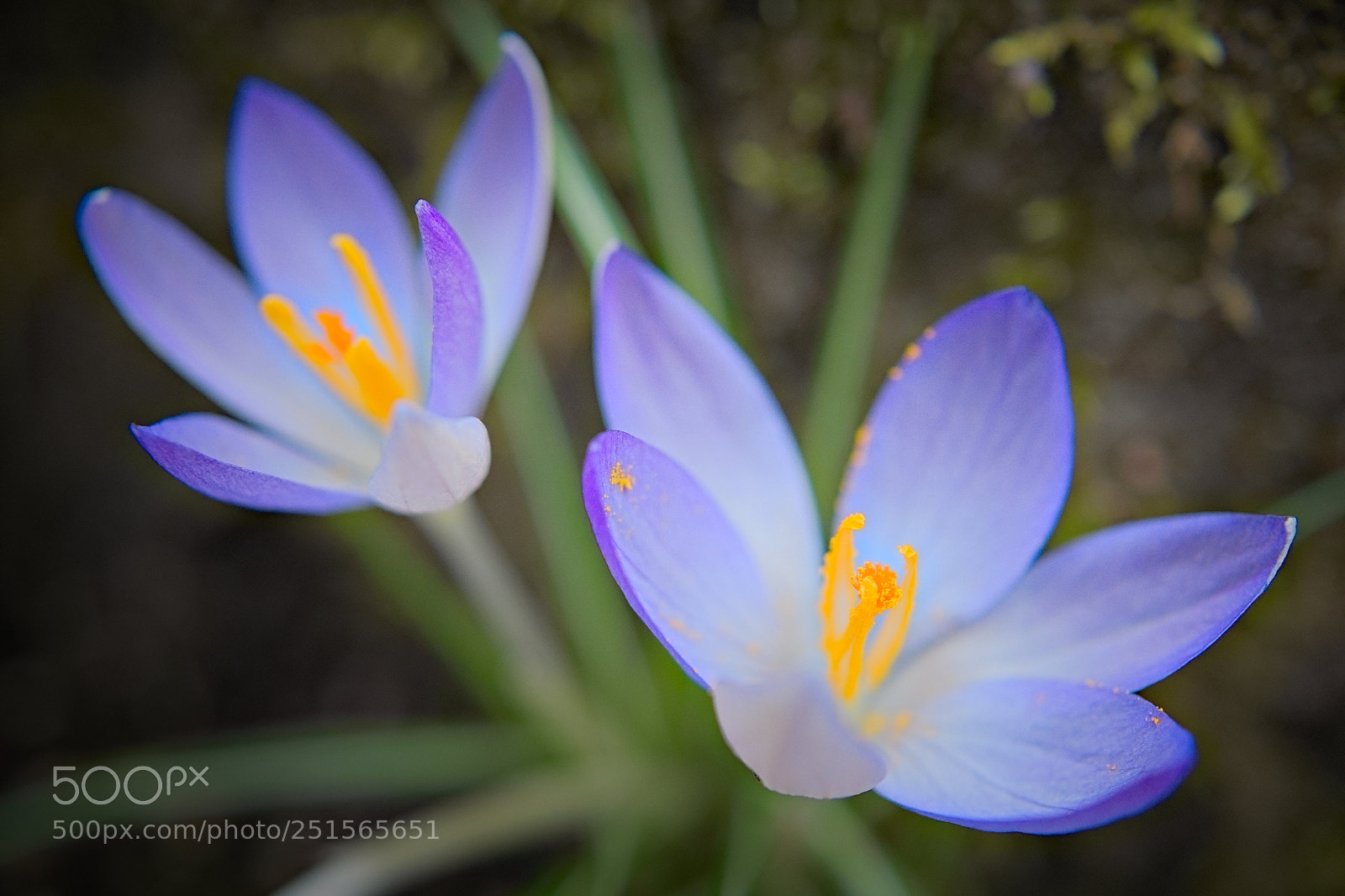 Olympus PEN E-PL5 sample photo. Happy easter photography