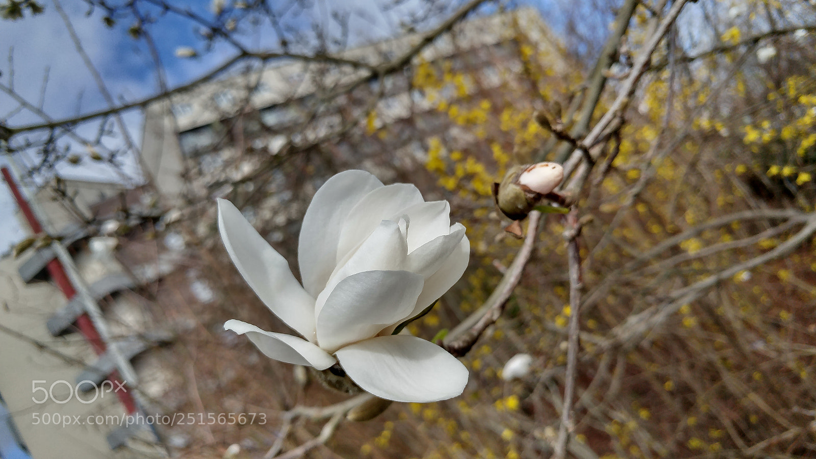 LG G5 sample photo. Springtime photography