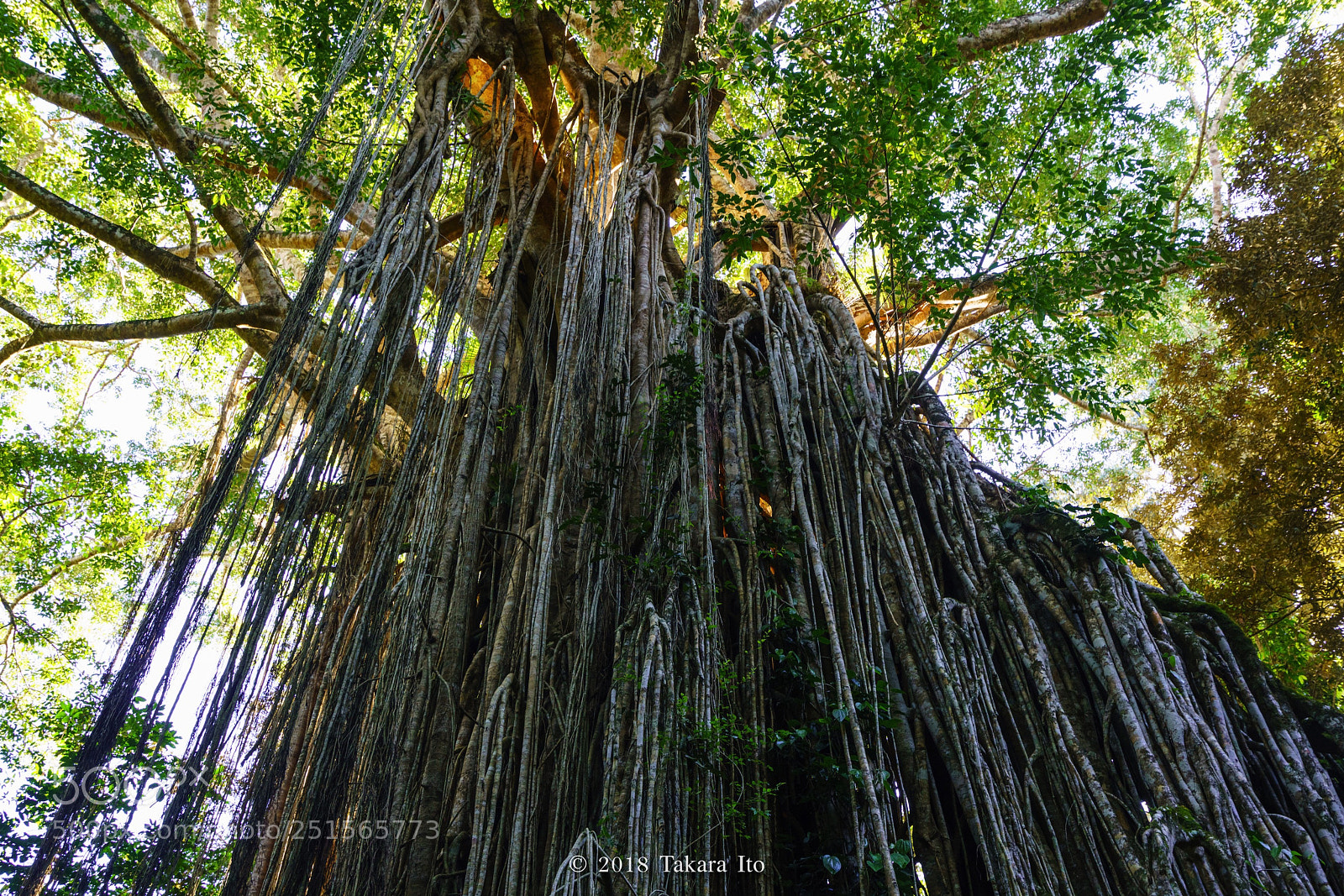 Sony a7R III sample photo. Curtain fig tree photography