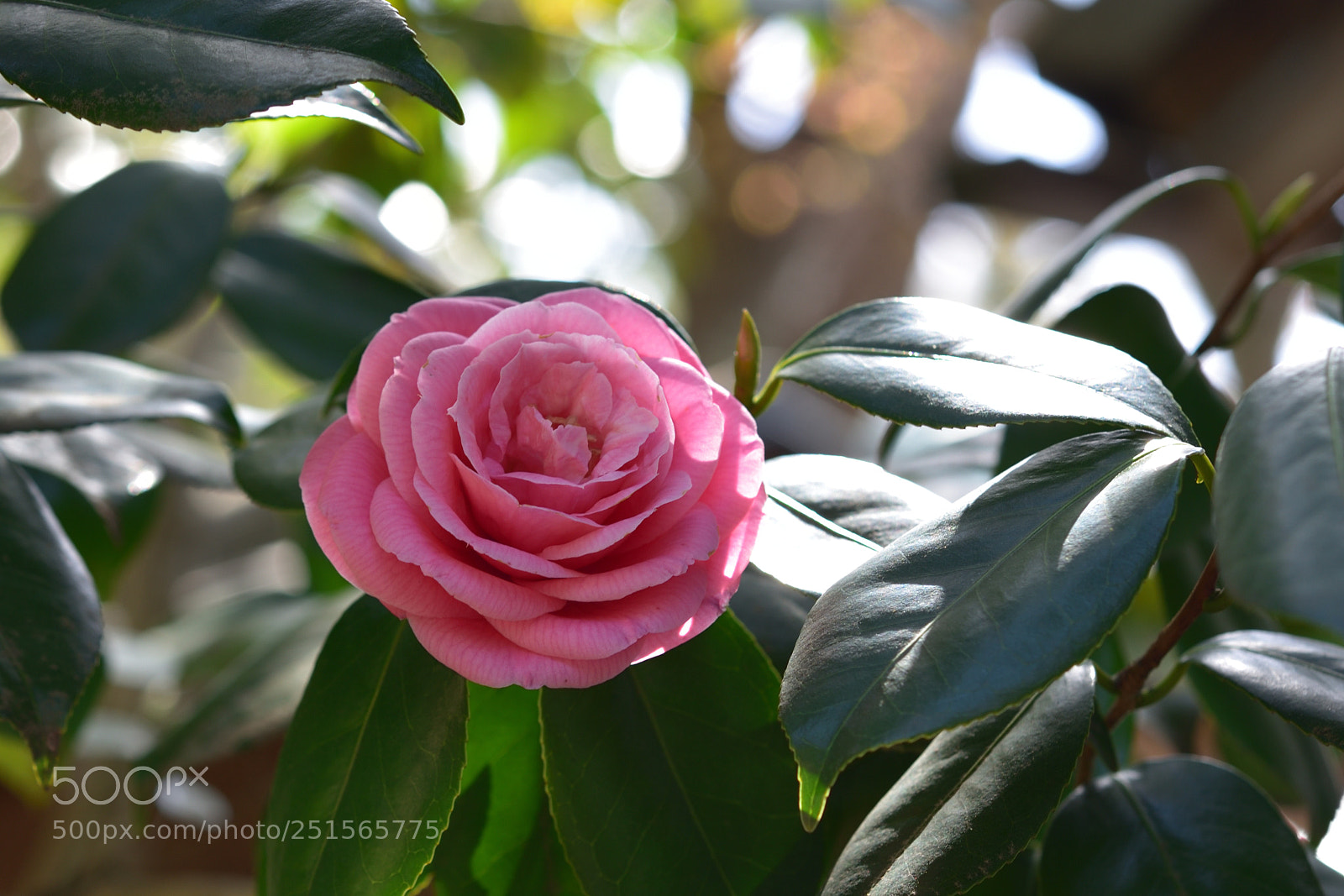Nikon AF-S Micro-Nikkor 60mm F2.8G ED sample photo. ツバキ 京都高台寺・圓徳院 (2) photography