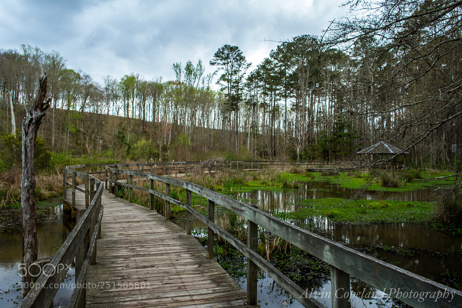 Nikon D7200 sample photo. Wetlands  photography