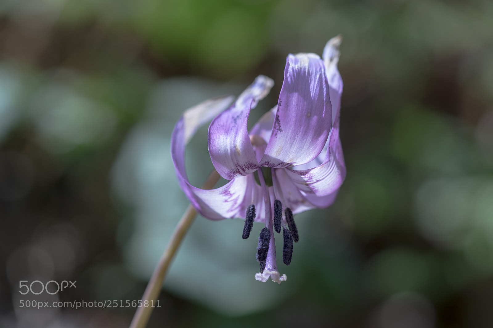 Sony a7 II sample photo. Dogtooth violet photography