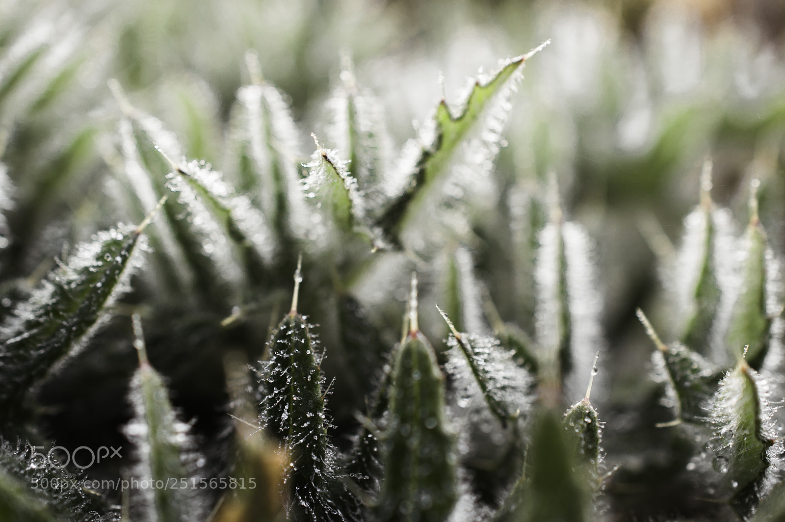 Nikon D3200 sample photo. Dew on plant photography
