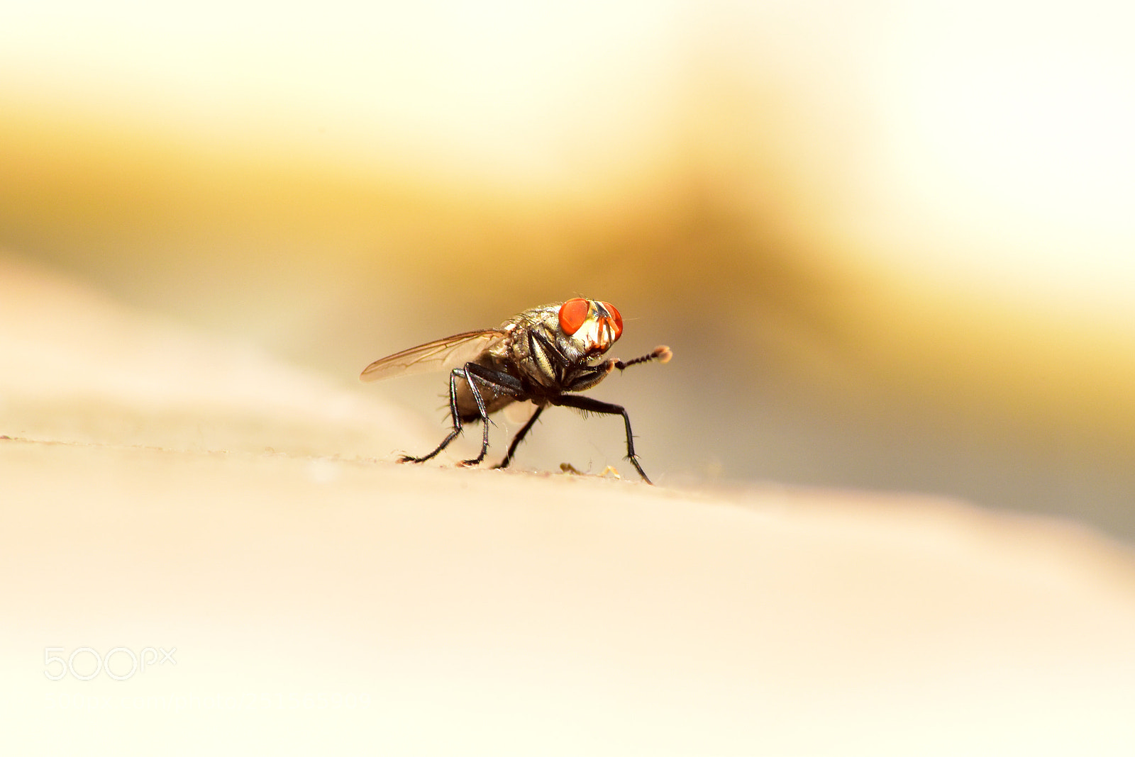 Nikon D5600 sample photo. Common house fly photography