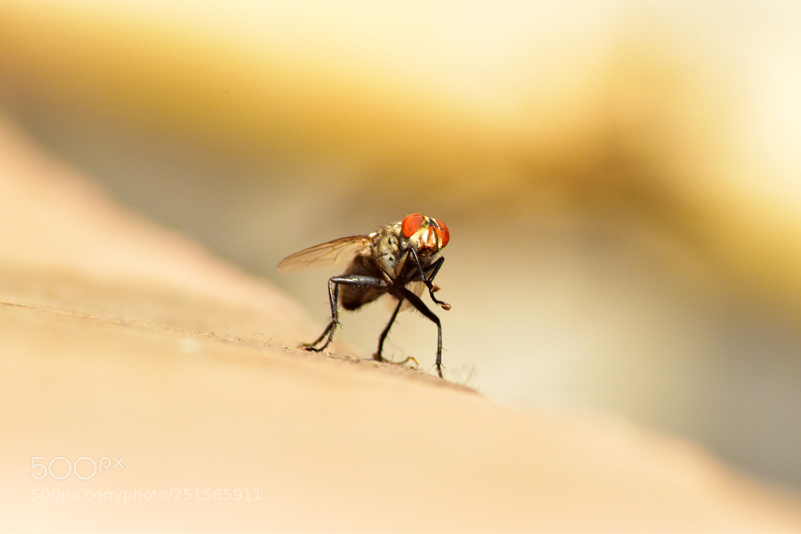 Nikon D5600 sample photo. Common house fly photography