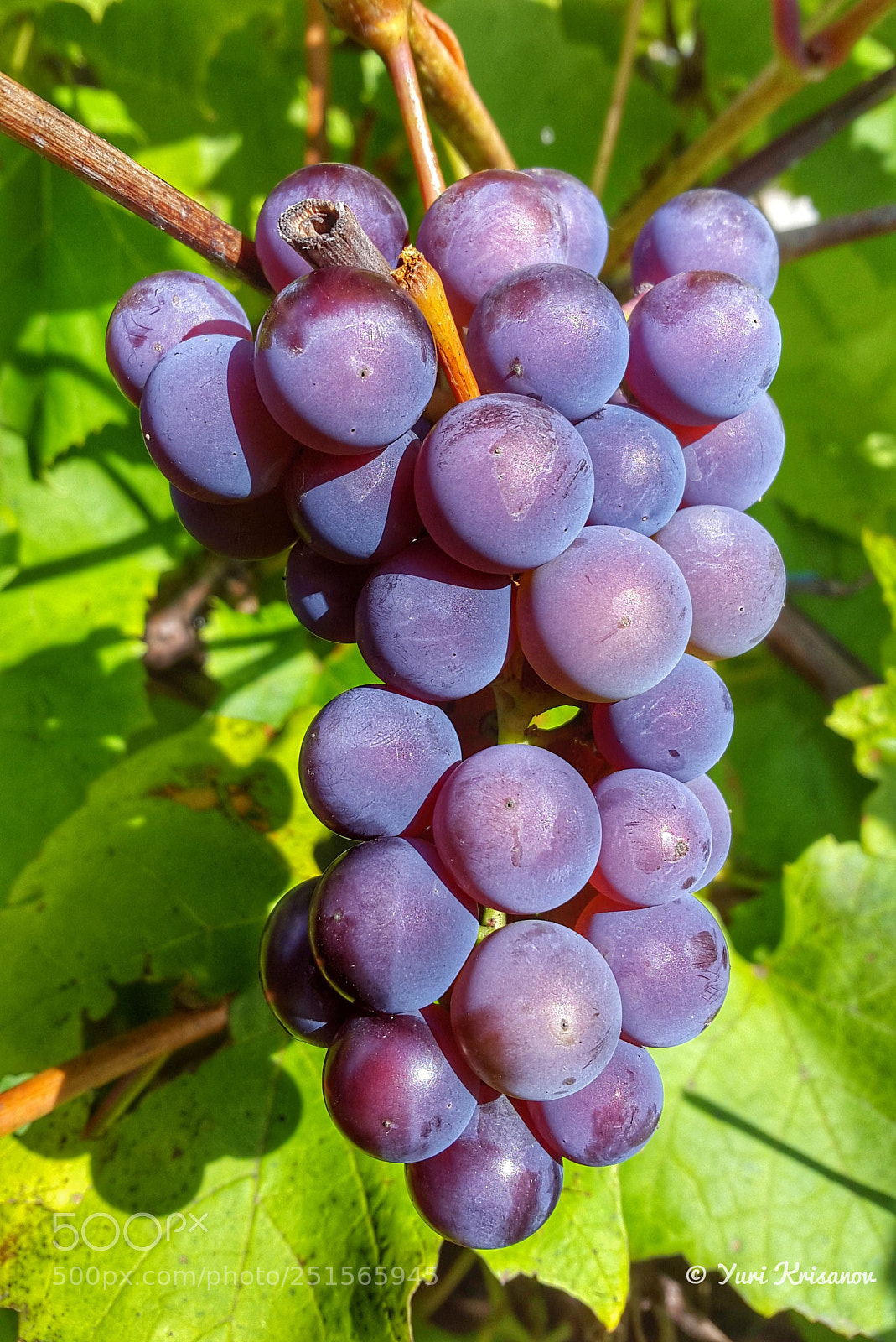 Samsung Galaxy Alpha sample photo. Grapes photography