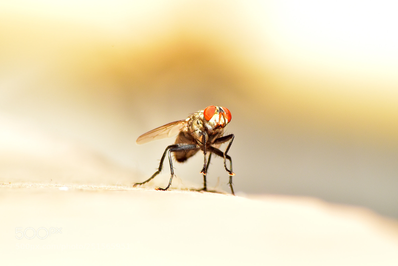 Nikon D5600 sample photo. Common house fly photography