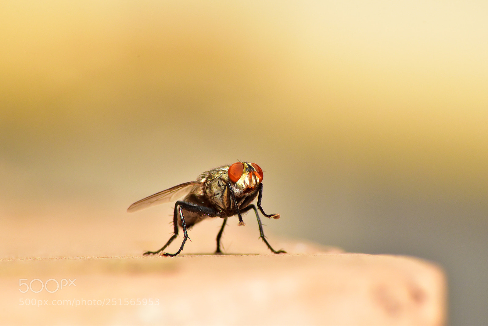Nikon D5600 sample photo. Common house fly photography