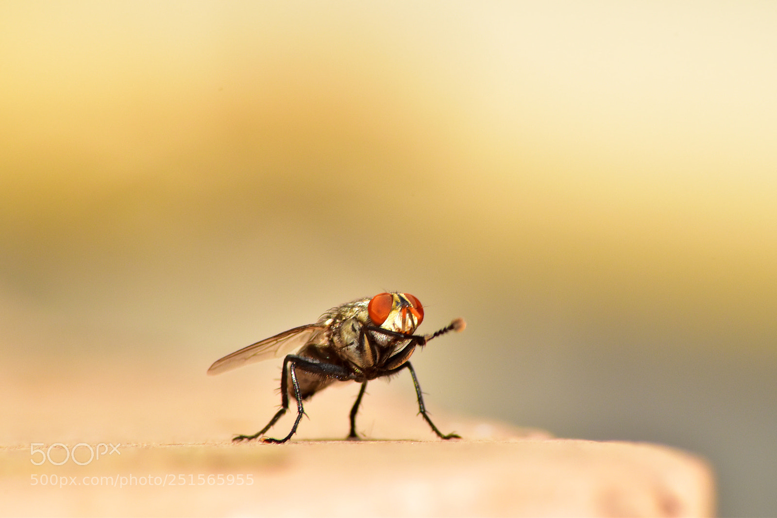 Nikon D5600 sample photo. Common house fly photography