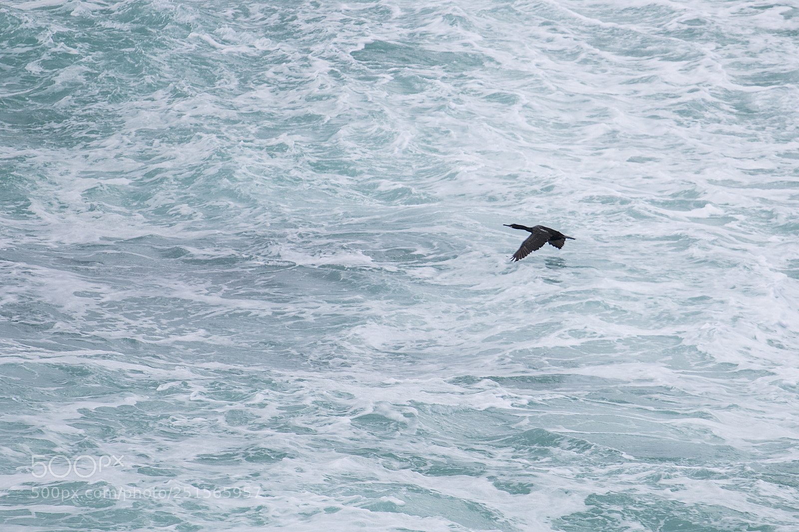 Canon EOS 70D sample photo. Vuelo rasante photography