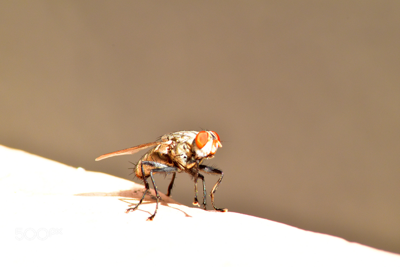 Nikon D5600 sample photo. Common house fly photography