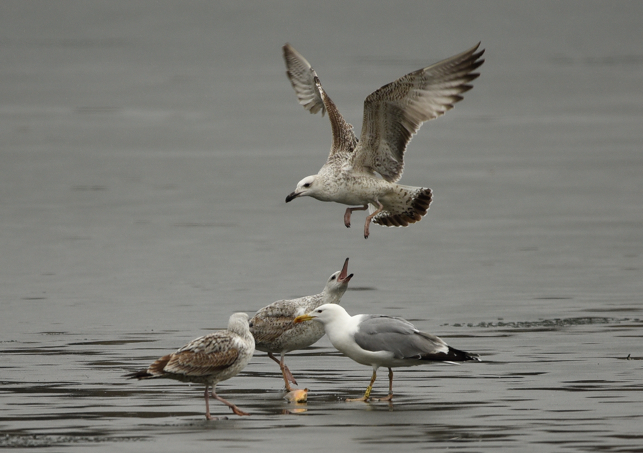 Nikon D750 + Sigma 150-600mm F5-6.3 DG OS HSM | C sample photo. Gull photography