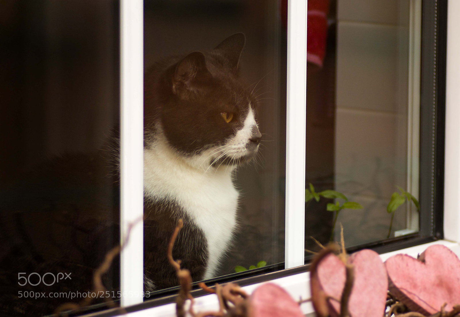 Canon EOS 70D sample photo. I'm watching you photography