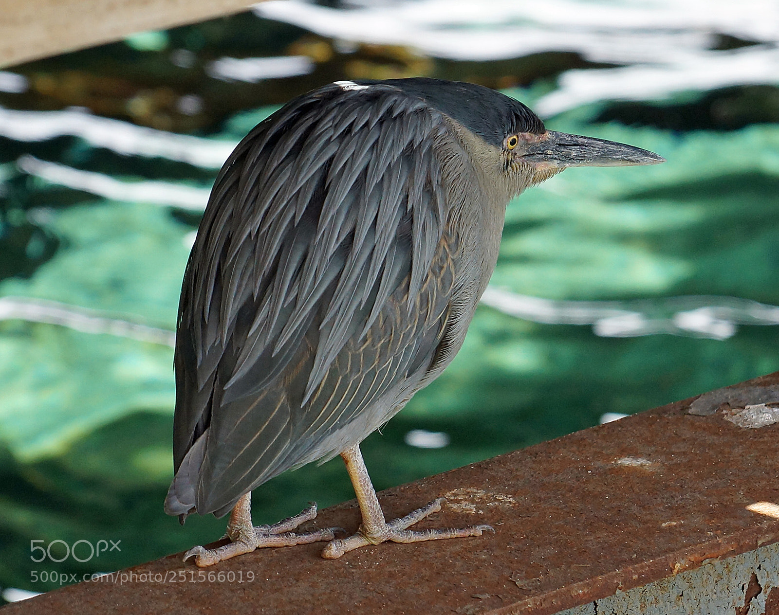 Sony SLT-A77 sample photo. Hurghada wasservogel photography