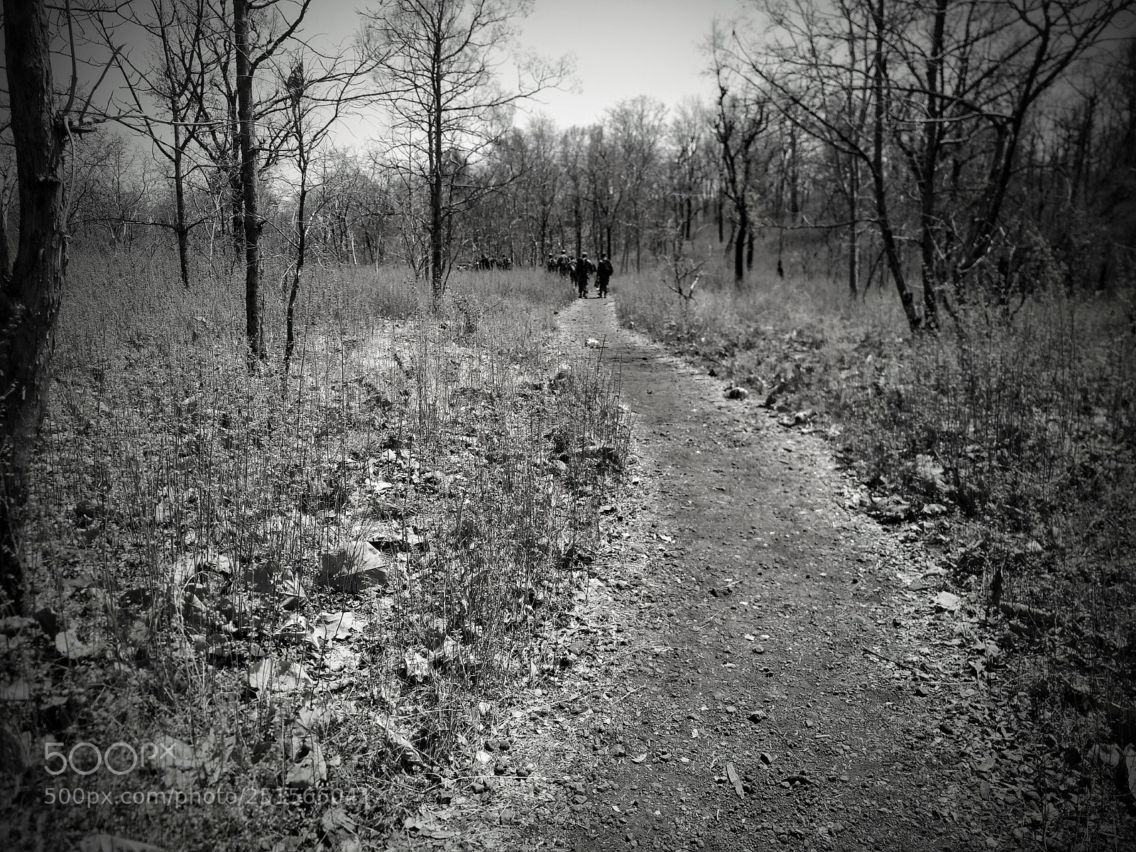 Motorola Moto G (4) sample photo. Through the woods photography