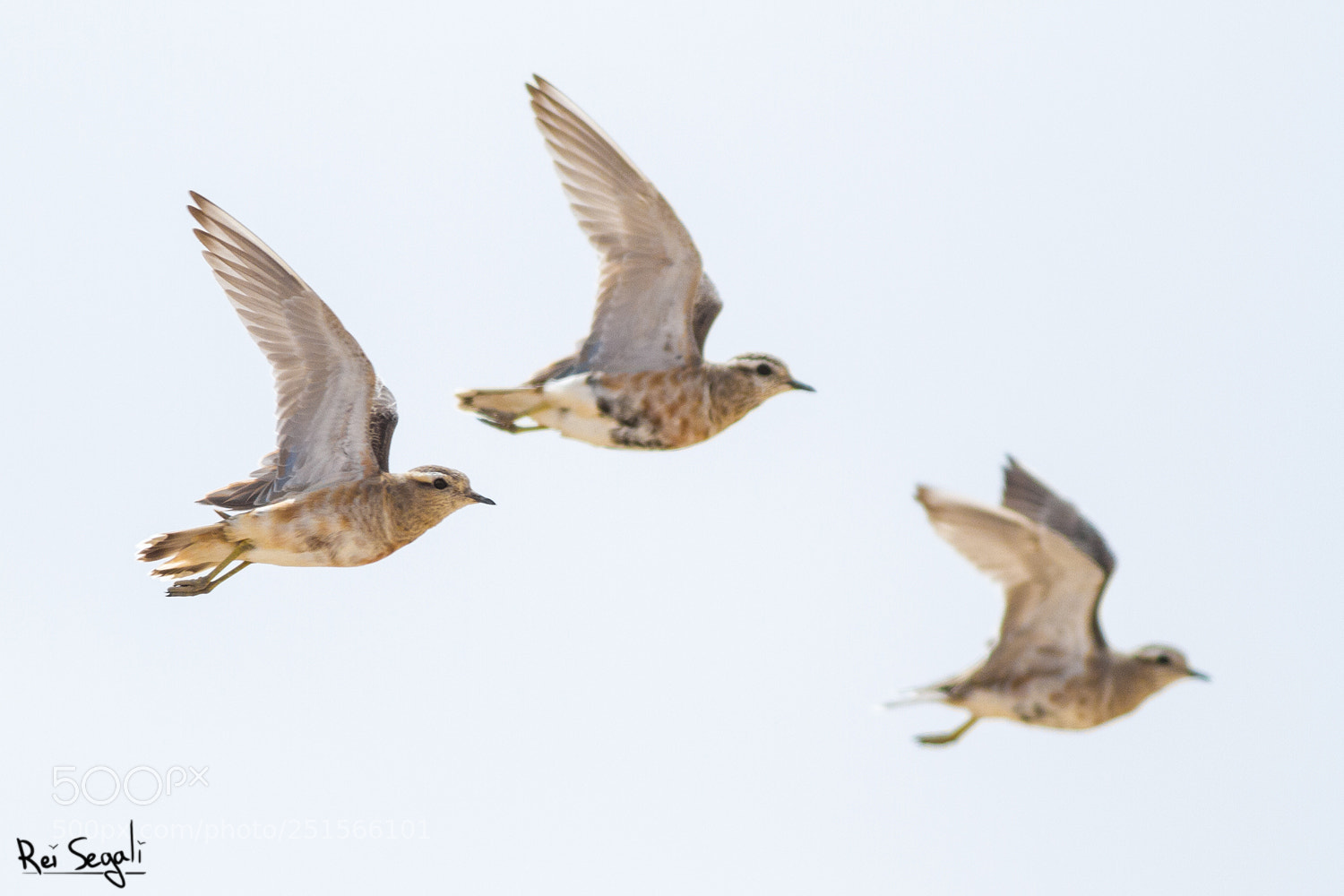 Canon EOS 7D sample photo. Dotterels photography