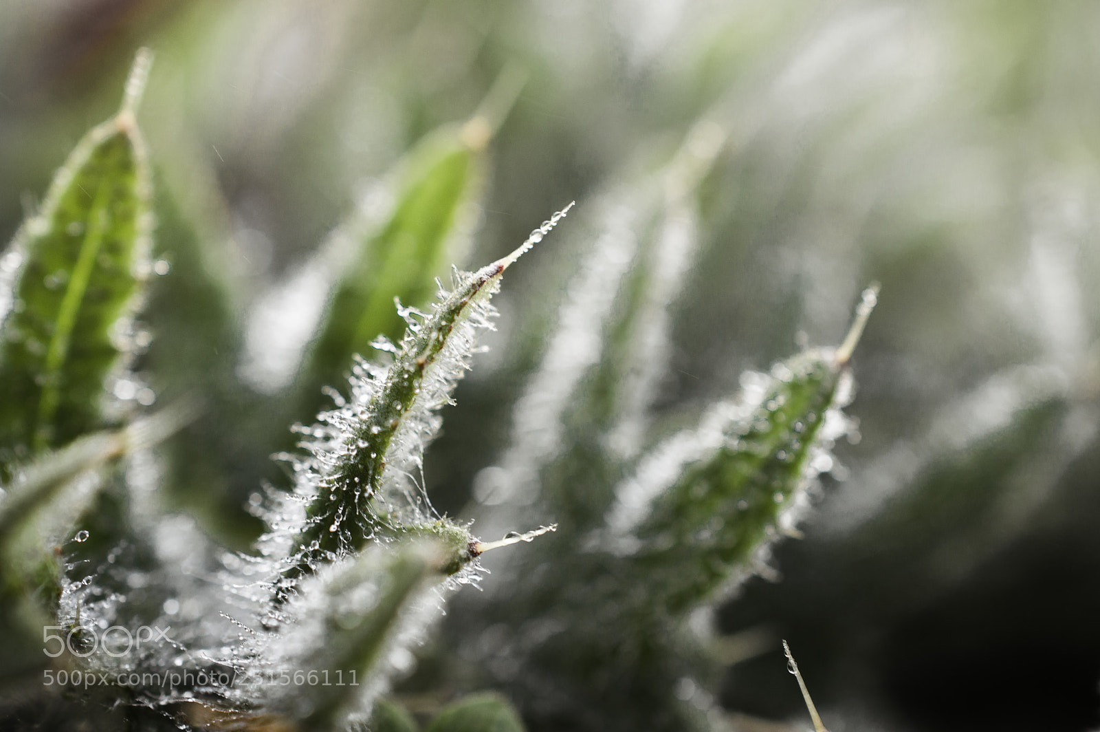 Nikon D3200 sample photo. Dew on plant photography