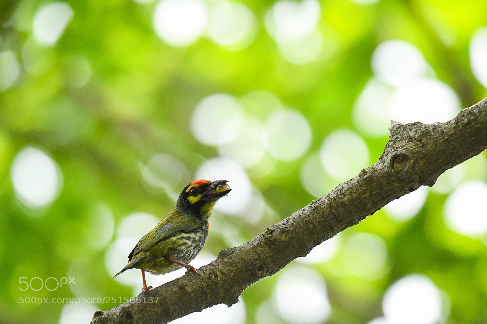 Nikon D500 sample photo. Coppersmith barbet  photography