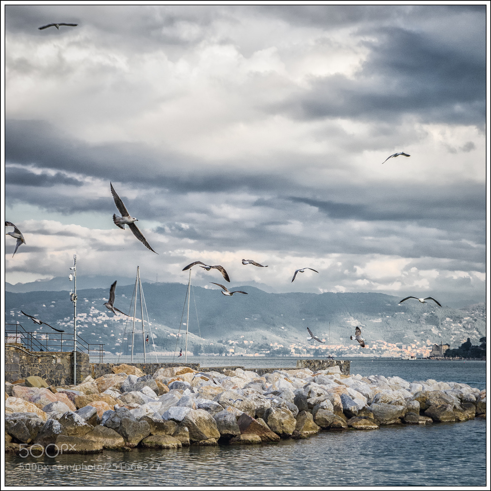 Pentax K-5 sample photo. The gulls dance photography