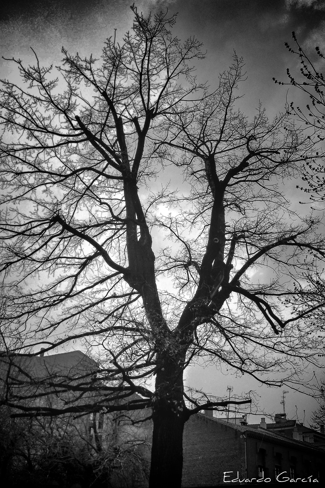 Nikon Coolpix P6000 sample photo. Tree photography