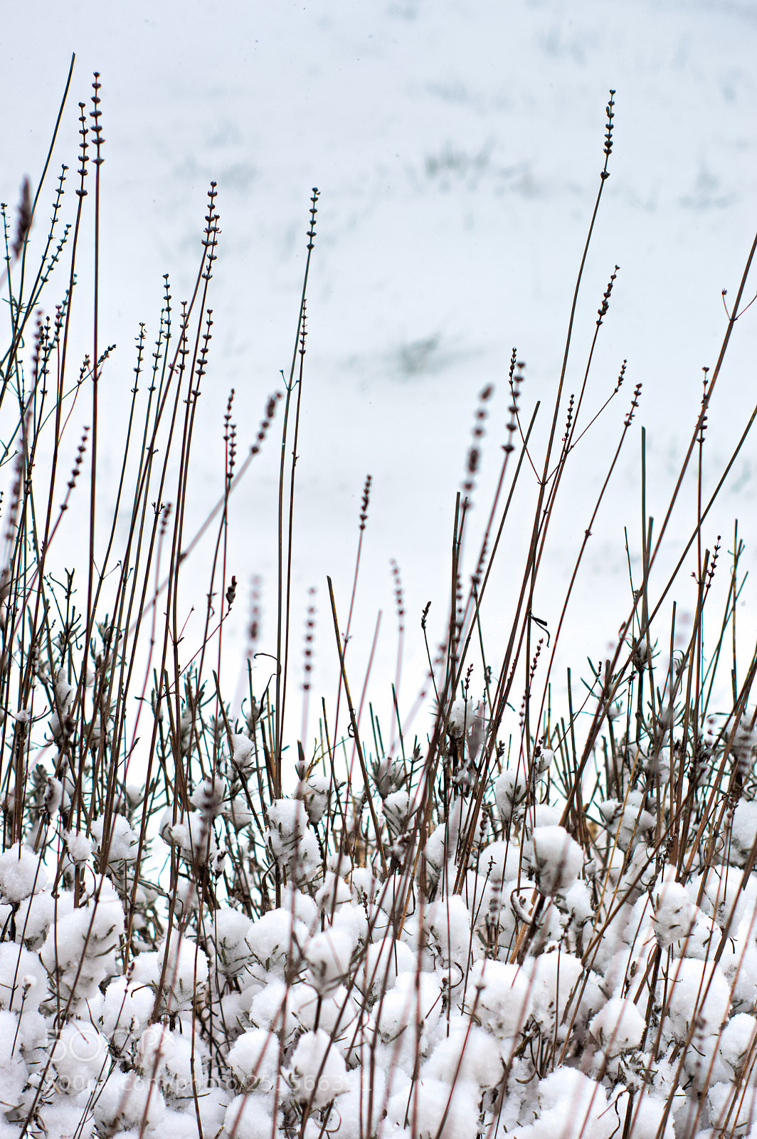 Nikon D3200 sample photo. Lavender snowed in photography