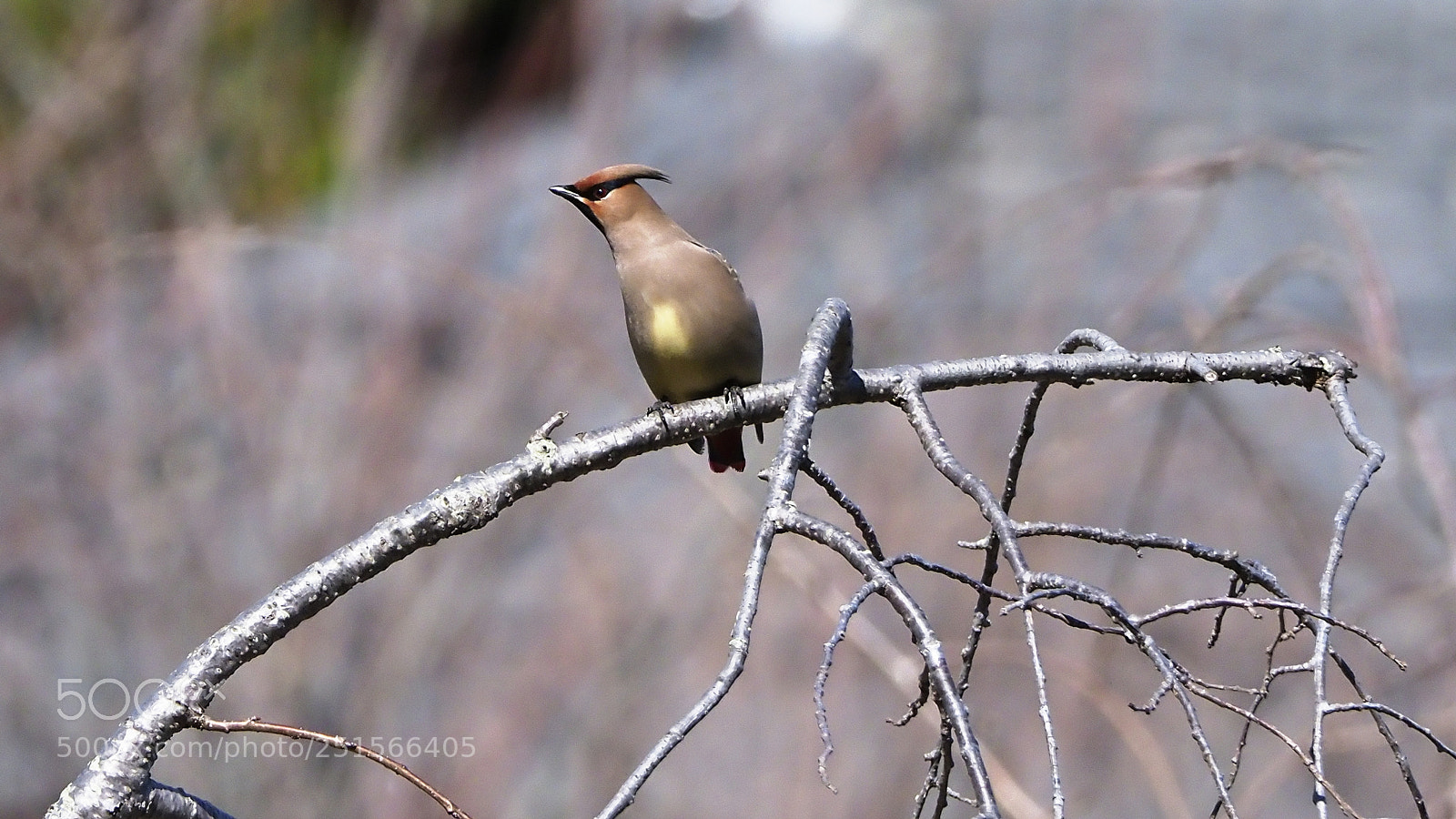 Olympus OM-D E-M1 Mark II sample photo. Japanese waxwing photography