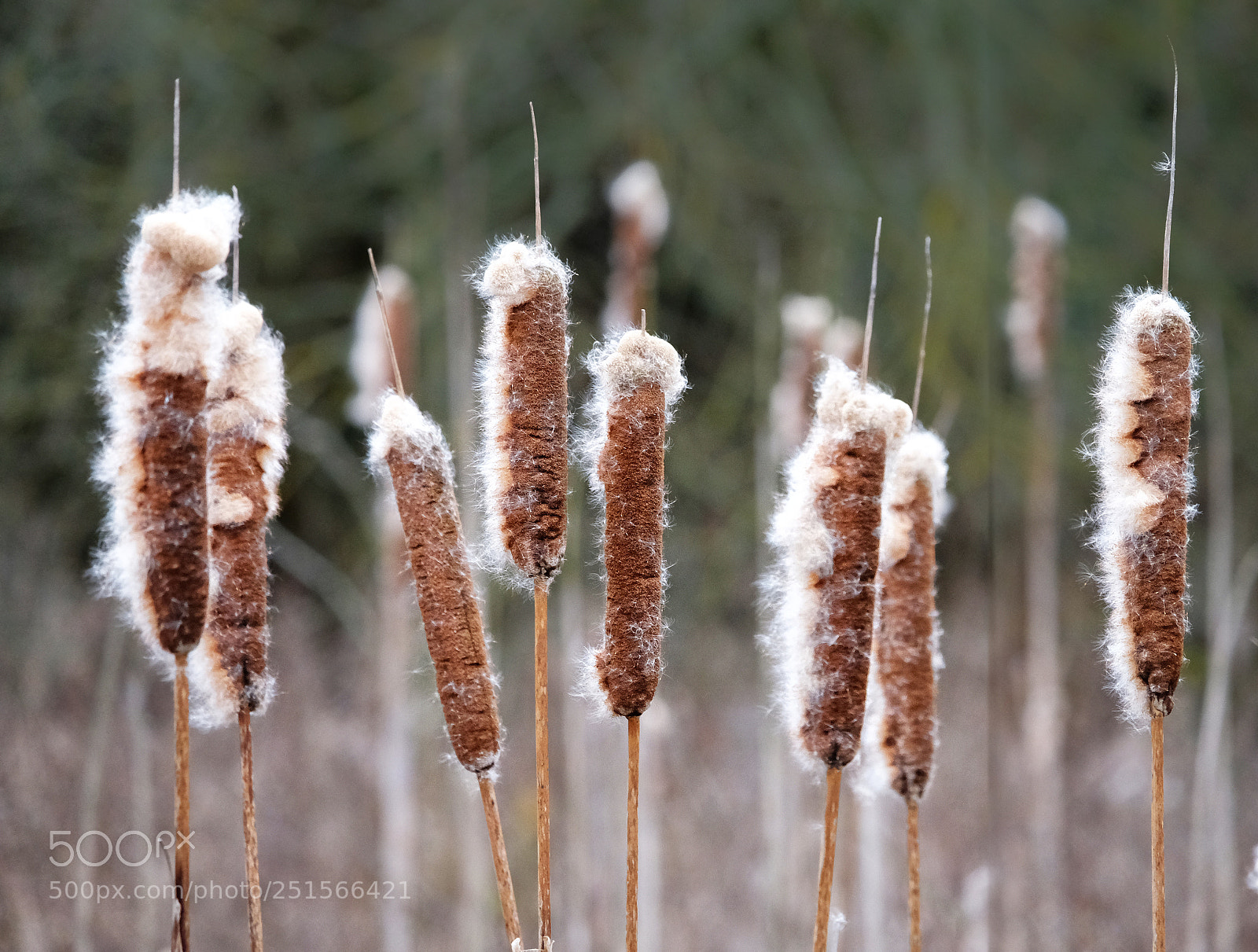 Fujifilm X-T20 sample photo. "blowing in the wind". photography