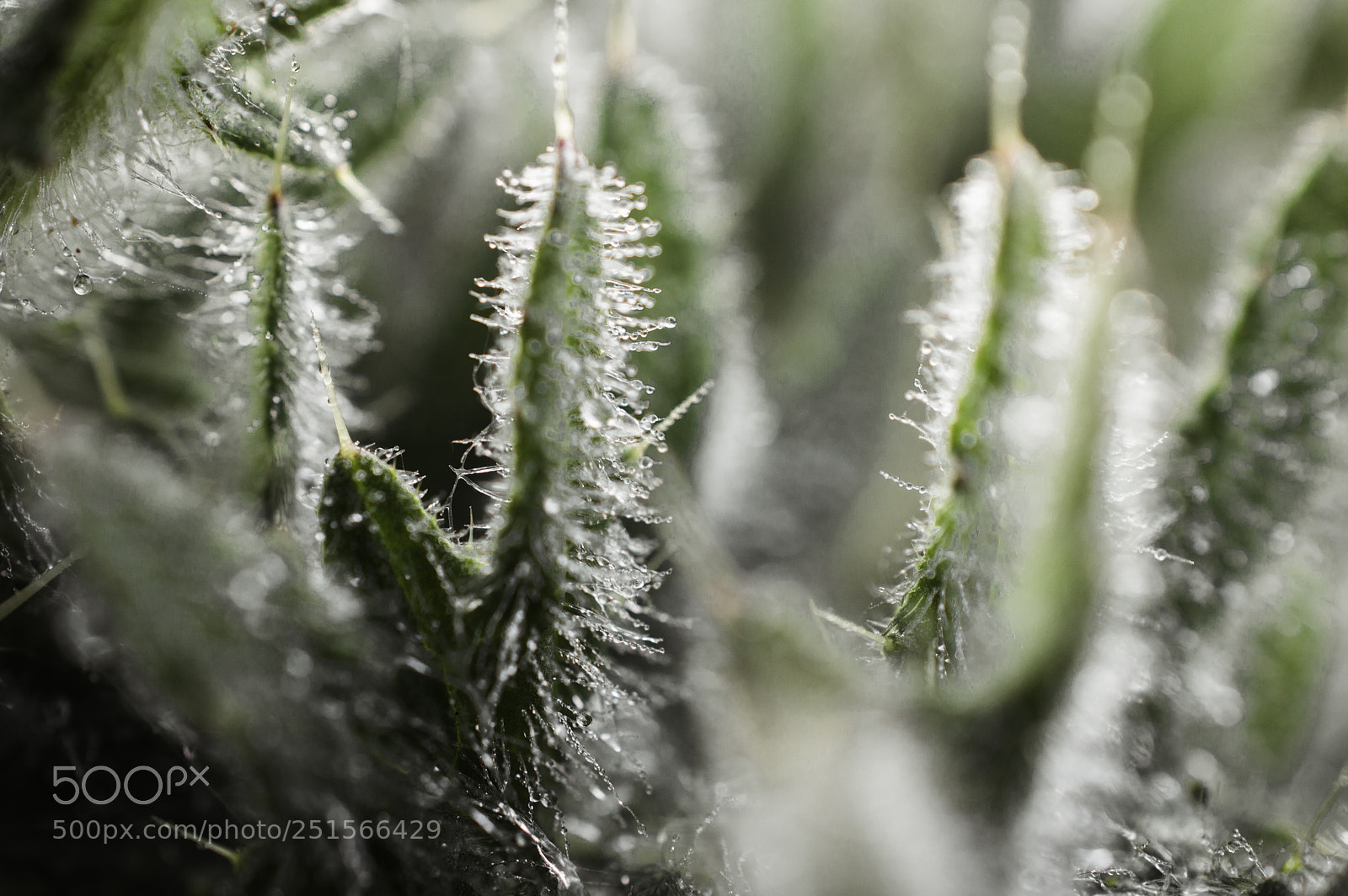 Nikon D3200 sample photo. Dew on plant photography