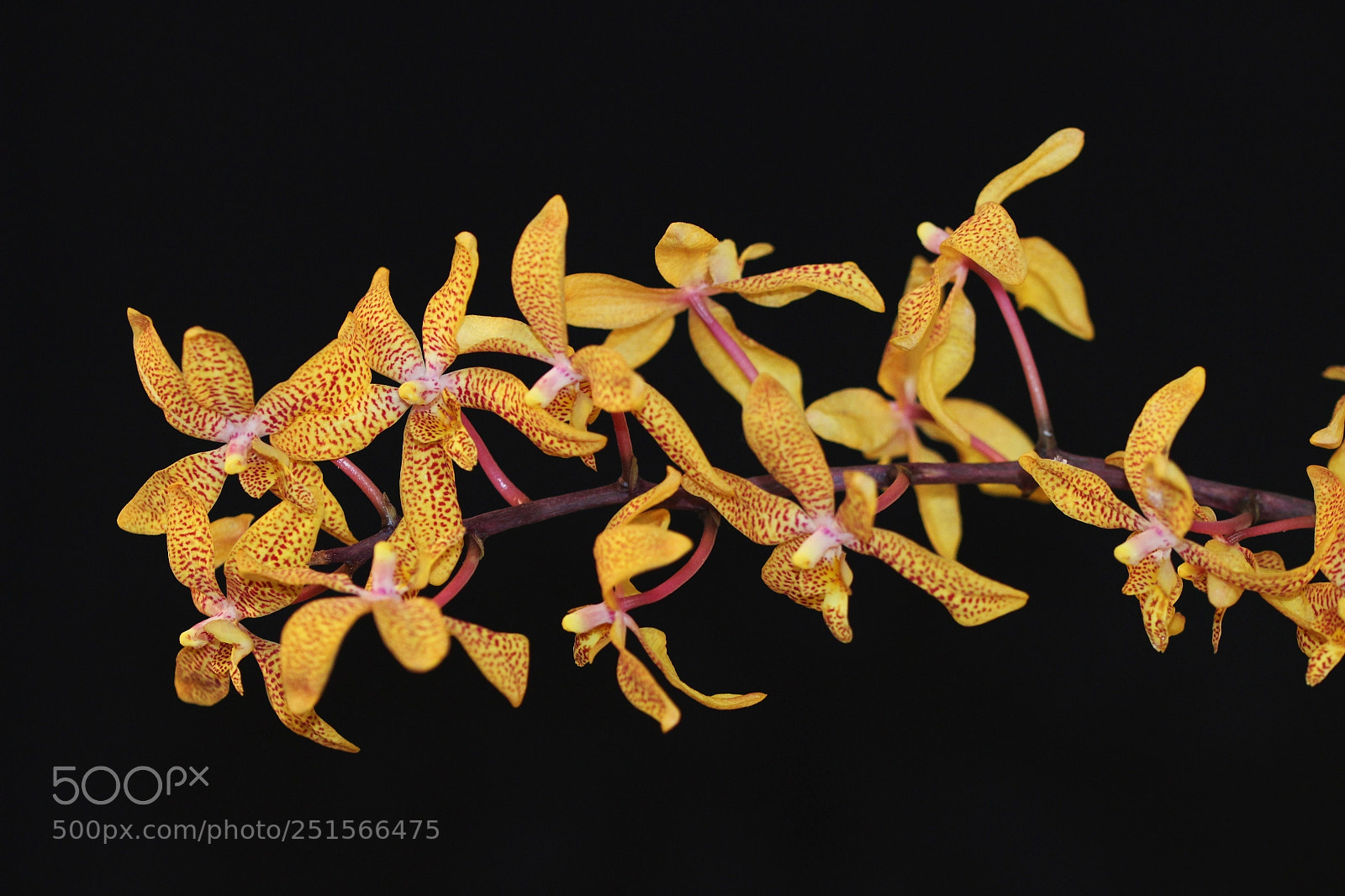 Canon EOS 100D (EOS Rebel SL1 / EOS Kiss X7) sample photo. Renanthopsis mildred jameson photography