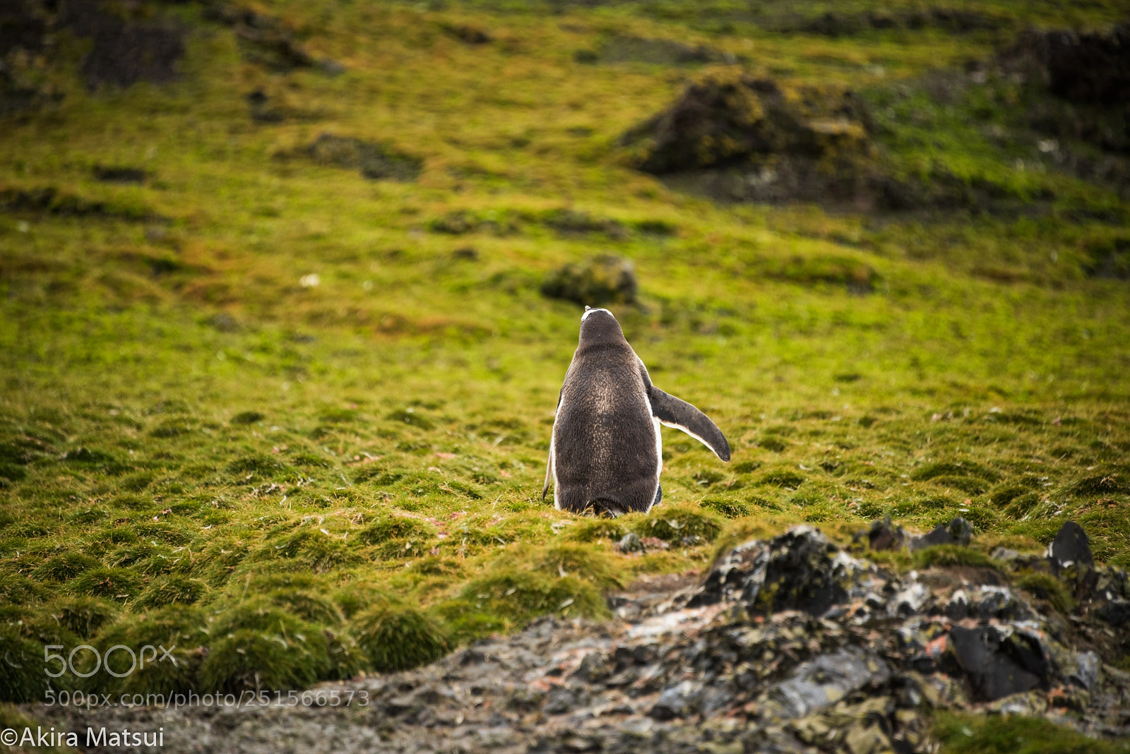 Nikon D810 sample photo. Walking on the green photography