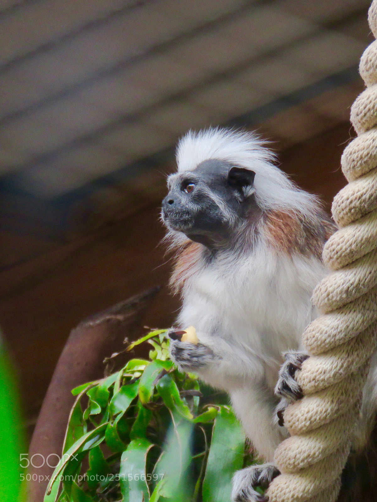 Canon PowerShot SX60 HS sample photo. Cotton top tamarin monkey photography