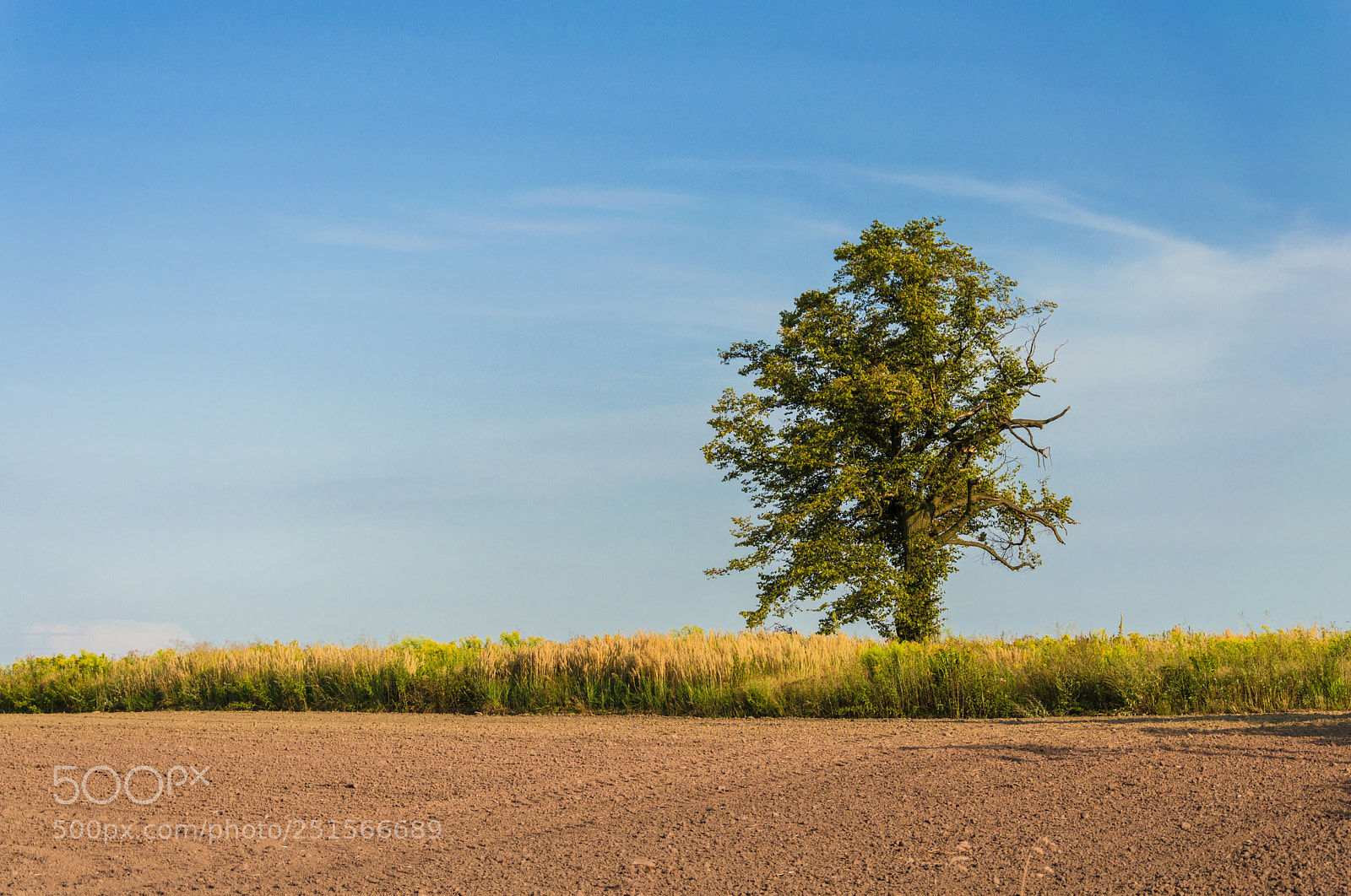 Nikon D3200 sample photo. Single tree photography