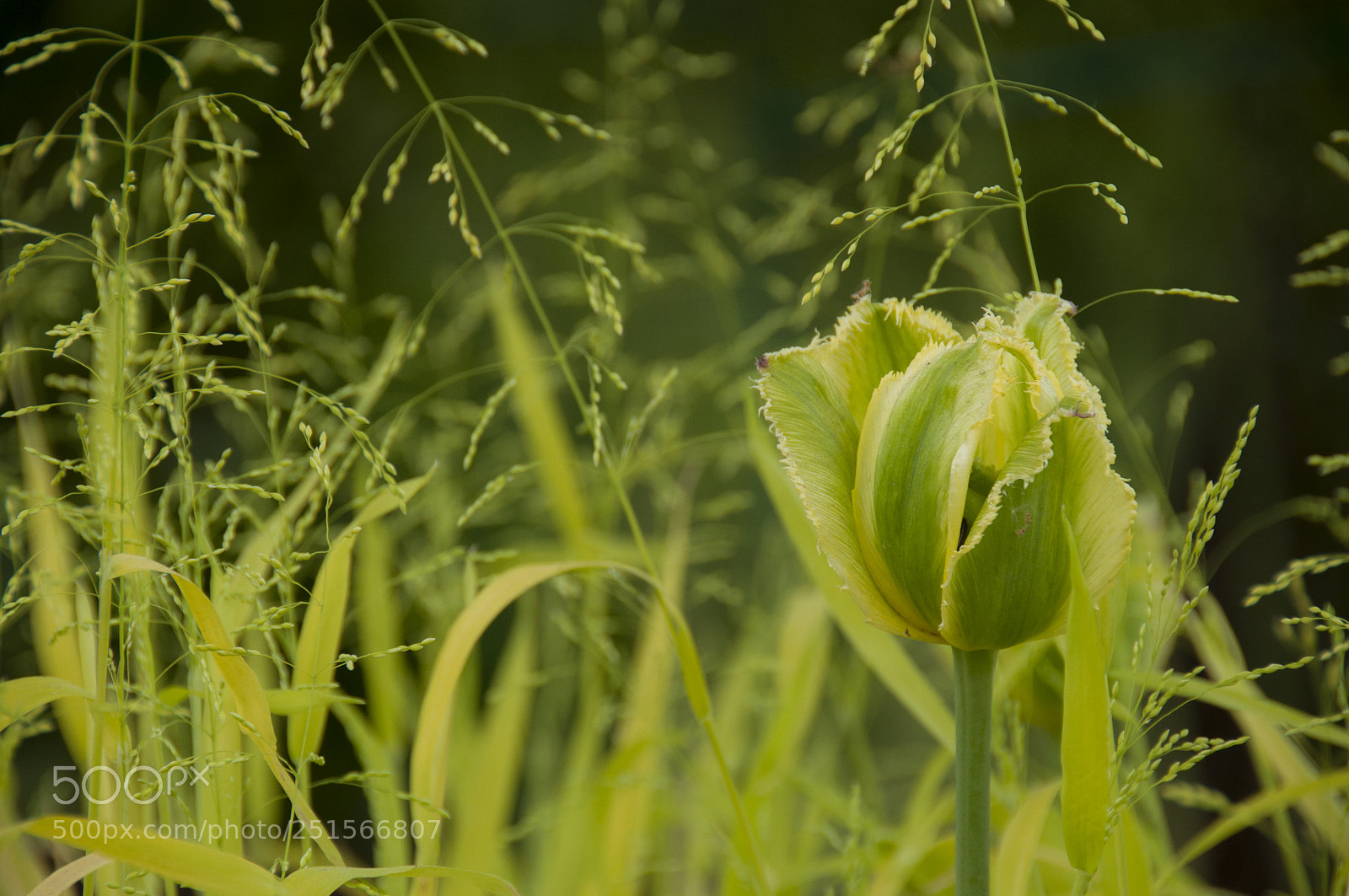 Nikon D90 sample photo. -  spring expectation - photography