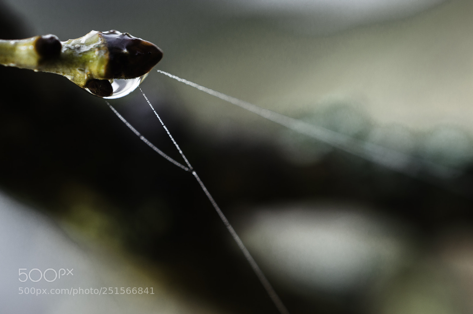 Nikon D3200 sample photo. Dew on spiderweb photography