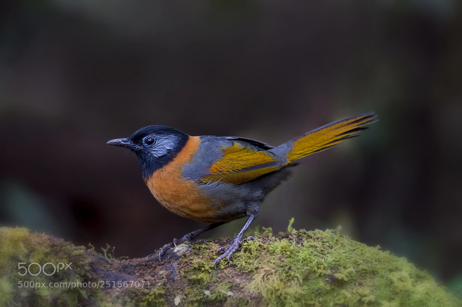 Nikon D4 sample photo. Collared laughingthrush photography