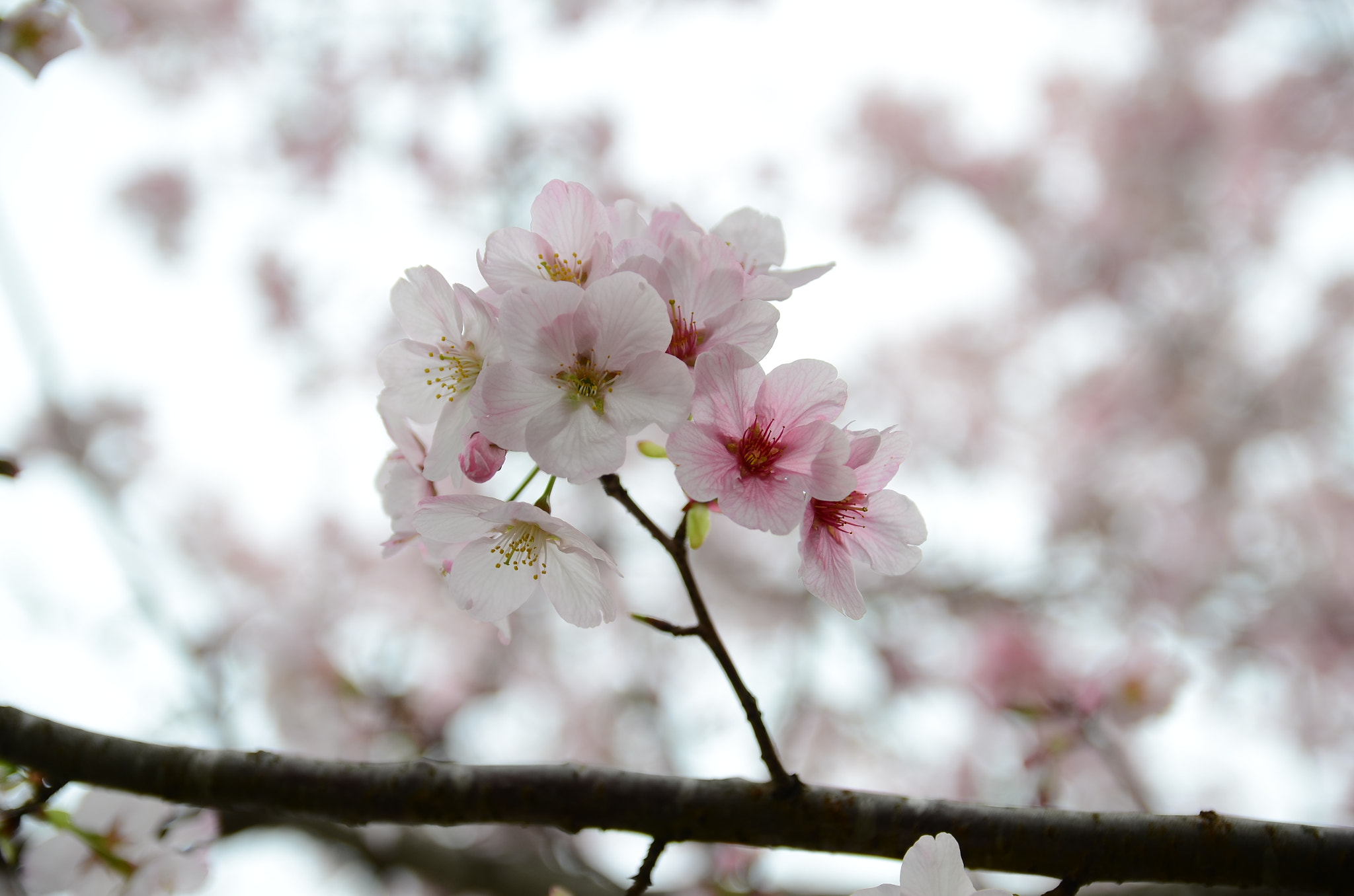 Nikon D7000 + Sigma 17-50mm F2.8 EX DC OS HSM sample photo. Taiwan sakura 1 photography