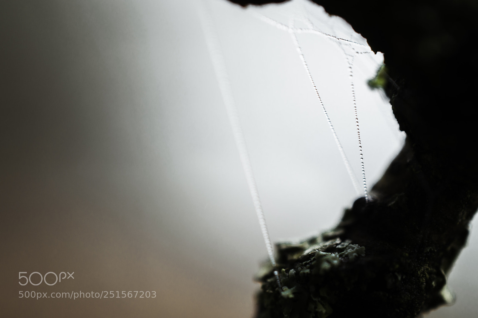 Nikon D3200 sample photo. Dew on spiderweb photography