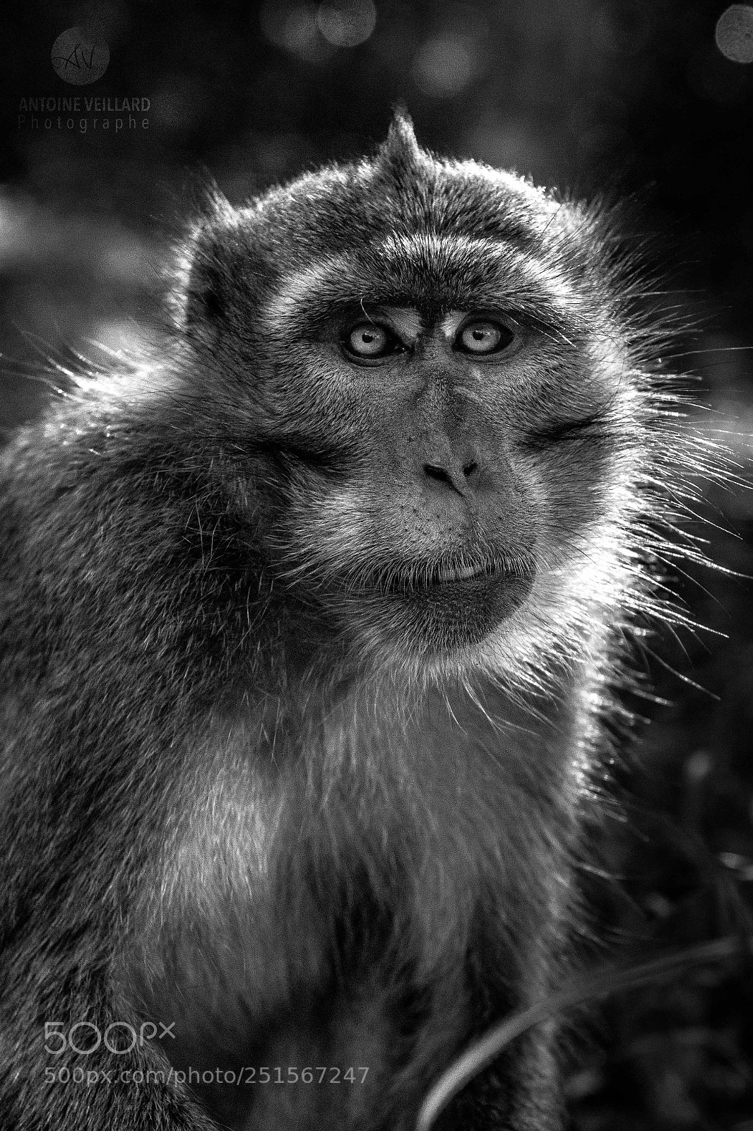 Nikon D7200 sample photo. Bro photography