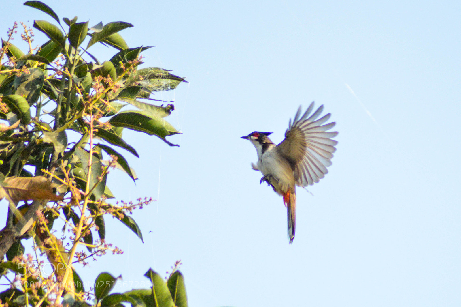 Nikon D3200 sample photo. Red whiskered bulbul photography