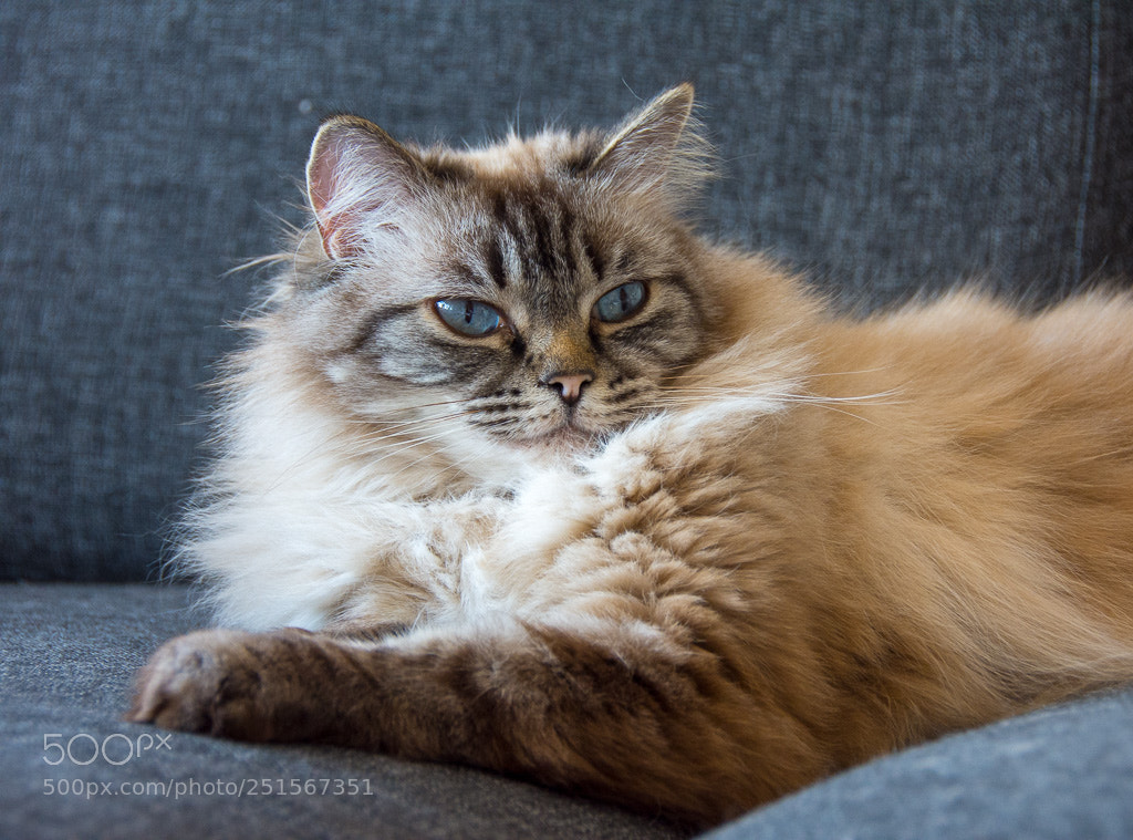 Nikon D7200 sample photo. Honeypot photography