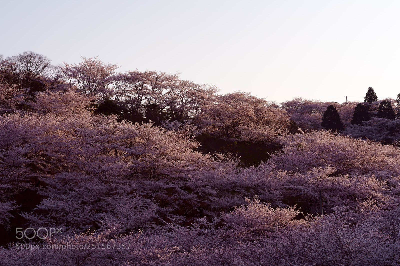 Sony a7R III sample photo. Spring photography