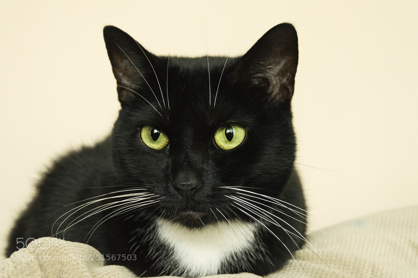 Nikon D3200 sample photo. Black cat photography