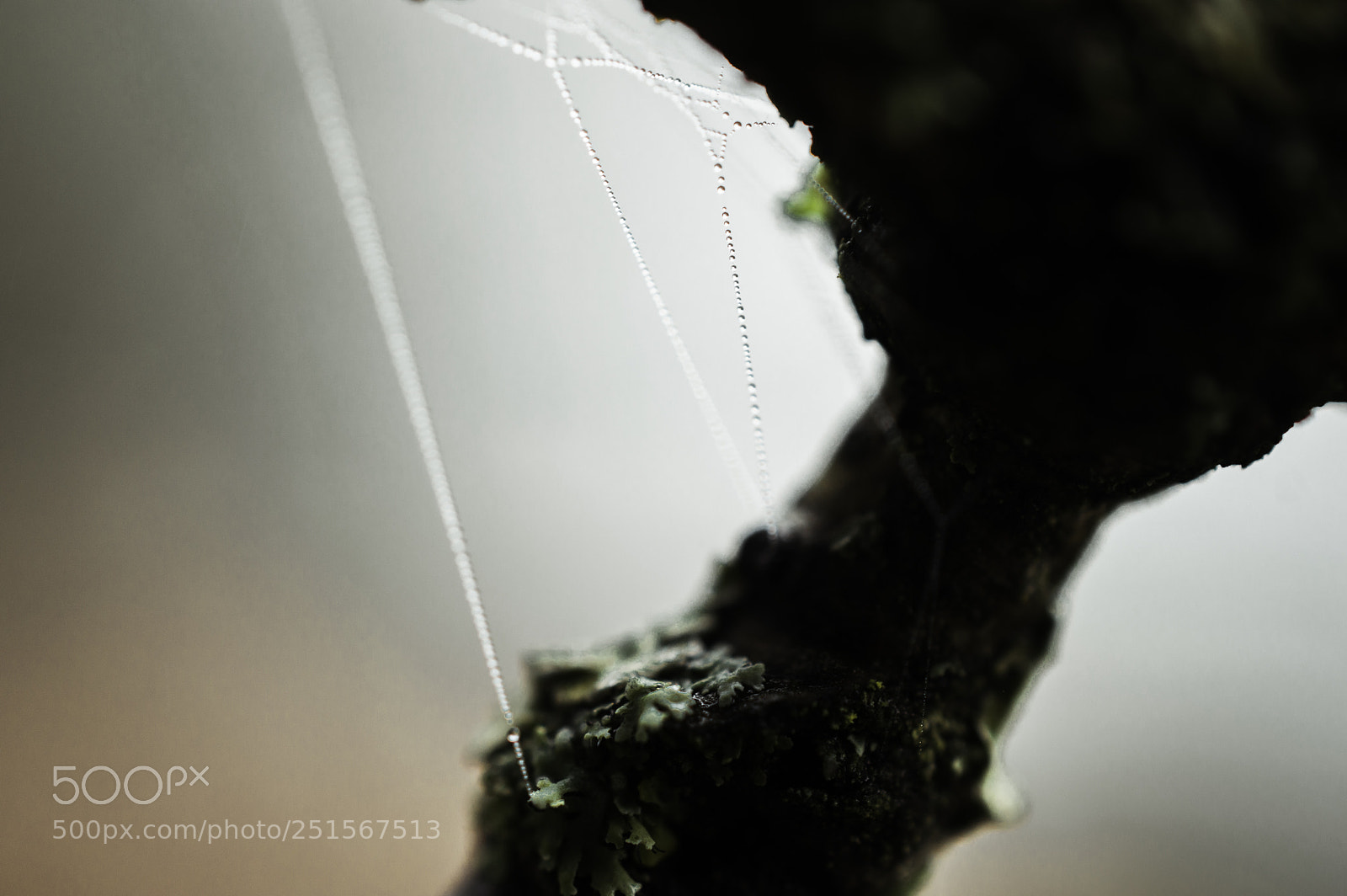 Nikon D3200 sample photo. Dew on spiderweb photography