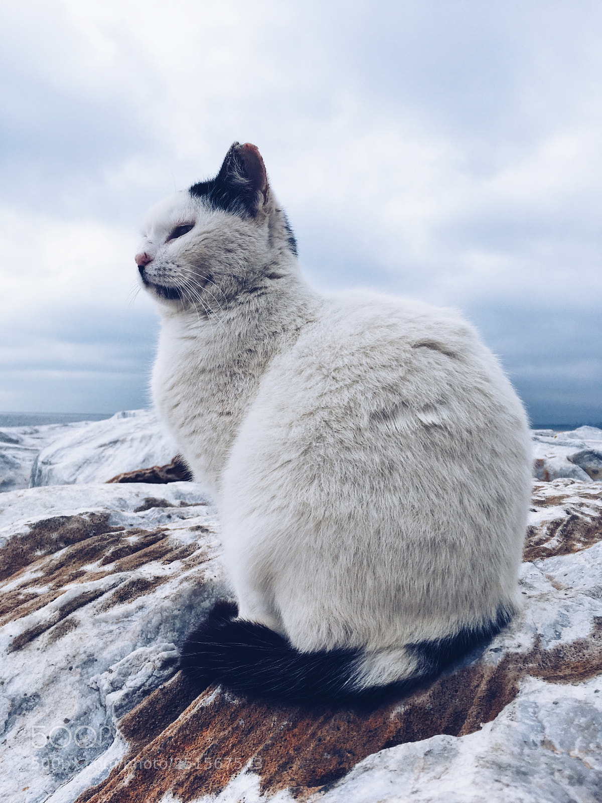 Apple iPhone SE sample photo. Cat on the rock photography
