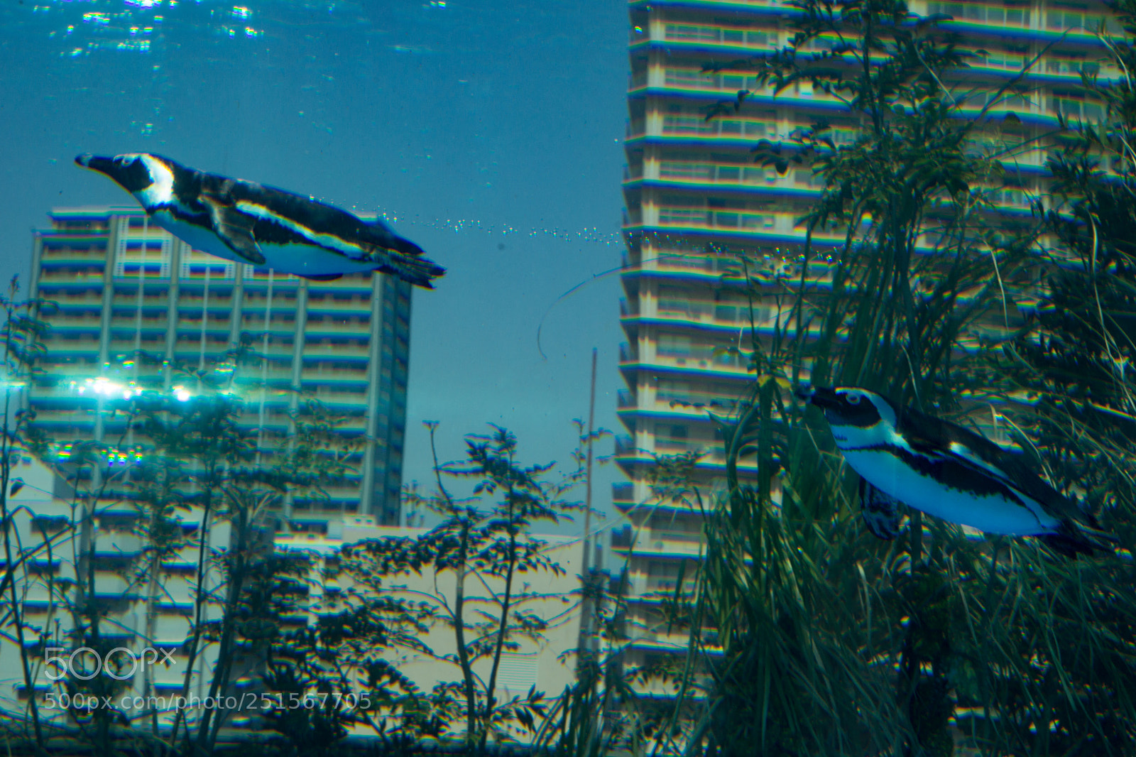 Sony SLT-A99V sample photo. Flying penguin photography